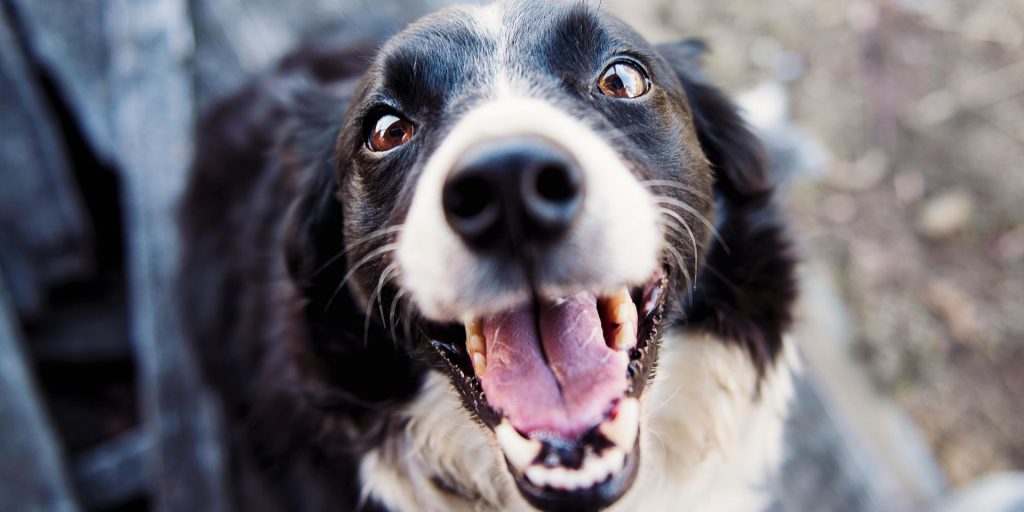 A Dog